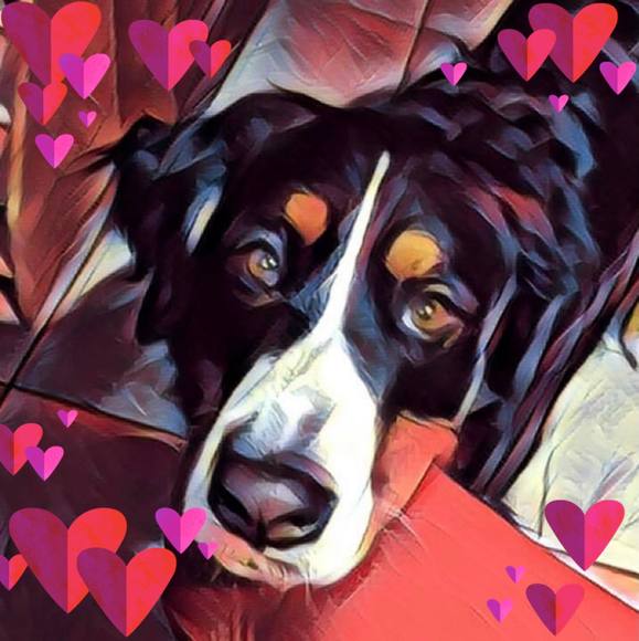 Meet your Posher, Elizabeth - Picture 1 of 1